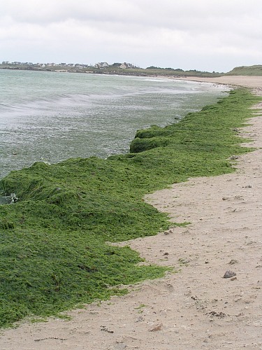 Keremma beach (Plounevez-Lochrist)
green algae on the beach
Küste - Strand, Naturschutz, Eutrophierung, Flora - Algen
